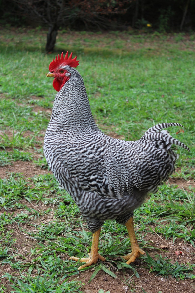 Chicken Manure, Chicken Litter, Chicken Products, Fertilizer, Gardening