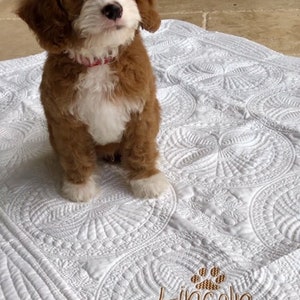 May include: A white quilted dog bed with a paw print and the name "Lincoln Oakley" embroidered on it. A brown and white puppy is sitting on the bed.