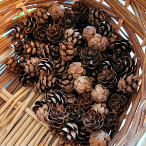 Puede incluir: Una cesta de mimbre llena de numerosas piñas marrones. Las piñas varían en tamaño y tono, algunas con puntas más claras. Los tonos de madera natural de la cesta complementan los colores terrosos de los conos, creando una estética rústica.