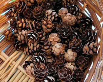 Mini eastern hemlock, all natural PA pinecones,