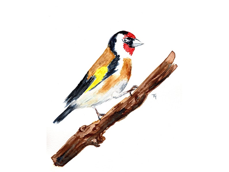 Aquarell Stieglitz Original Aquarellbild Vogel Etsy