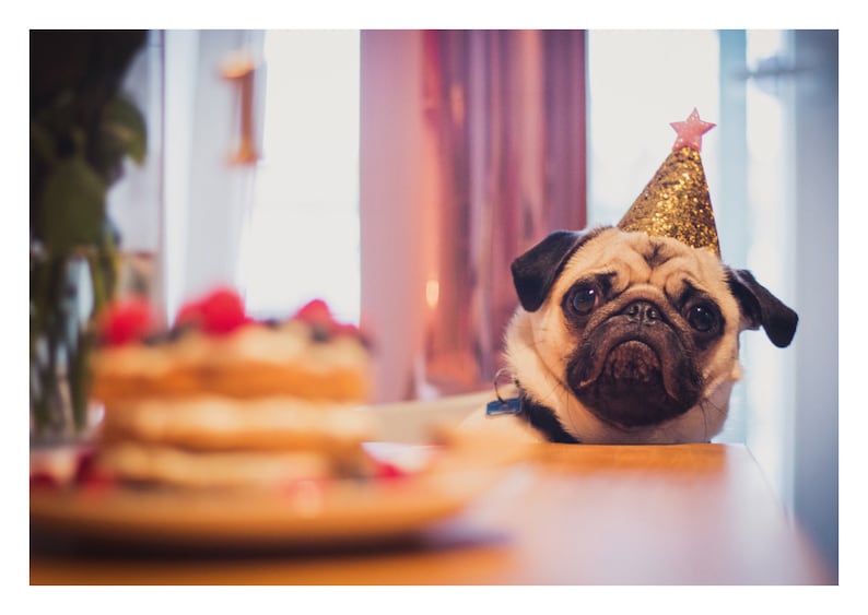 GeburtstagsMops Postkarte Mops Geburtstag Erster Etsy