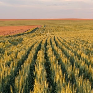 May include: A field of green wheat with rows of plants growing in straight lines. The wheat is tall and green, and the sky is a light blue with some clouds.
