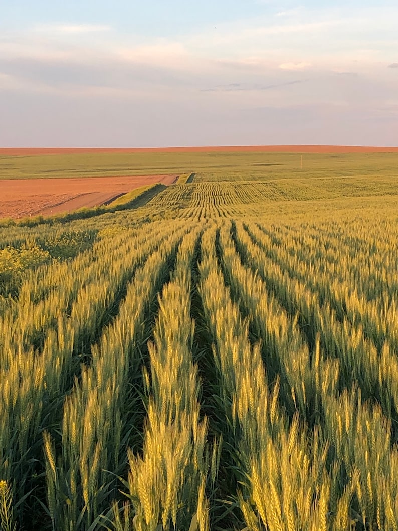 May include: A field of green wheat with rows of plants growing in straight lines. The wheat is tall and green, and the sky is a light blue with some clouds.