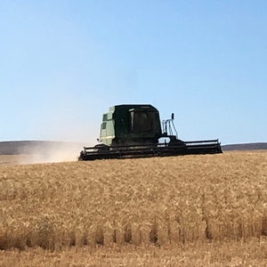 May include: A green combine harvester working in a field of golden wheat.