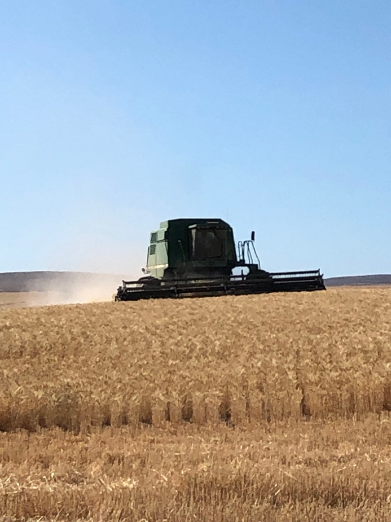 May include: A green combine harvester working in a field of golden wheat.