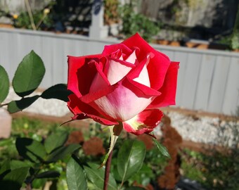Floribunda Rose Etsy
