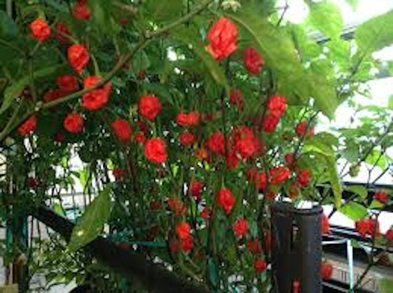 2 LIVE Carolina Reaper plants 60 days old Bundle of 2 Etsy 2 LIVE Carolina Reaper plants 60 days old Bundle of 2 Etsy