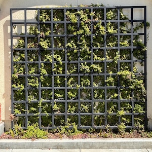 May include: A black metal trellis with green vines growing up and over it. The trellis is against a white wall.