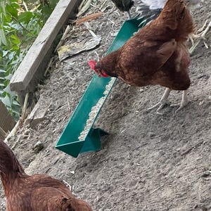 May include: Four chickens eating from a green metal feeder. The feeder is filled with bird seed. The chickens are brown and white.