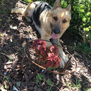 May include: A German Shepherd dog with black and tan fur is lying down in a garden. The dog is looking at the camera with its tongue sticking out. The dog is lying next to a red plant with a metal ring around it.