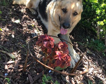 Lot de 6 supports pour plantes demi-ronds robustes, piquets de support pour plantes multicolores discrets pour fleurs et graminées piquets de plusieurs tailles