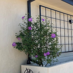 Classic Square Bar Trellis, Square Gridwall Panel, Heavy Duty Metal Trellis Wall Mounted / Staked, Plant Vertical Growth Live Wall Trellis image 3