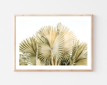 Borassus Palm, San Jose Del Cabo Mexico Photography, Baja, Wall Art, Art Print, Travel Photo, Home Decor, Around the World Series