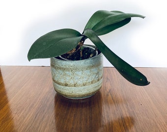 New, Grayish Light Blue and Brown, Wheel-thrown, Signed, Vintage Ceramic Planter.