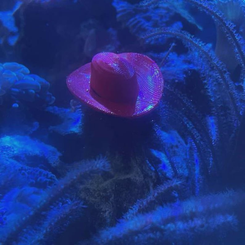 Sombreros de erizo de mar imagen 10