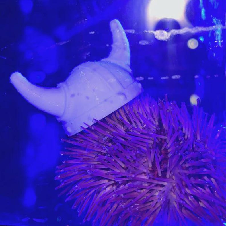 Sombreros de erizo de mar imagen 9