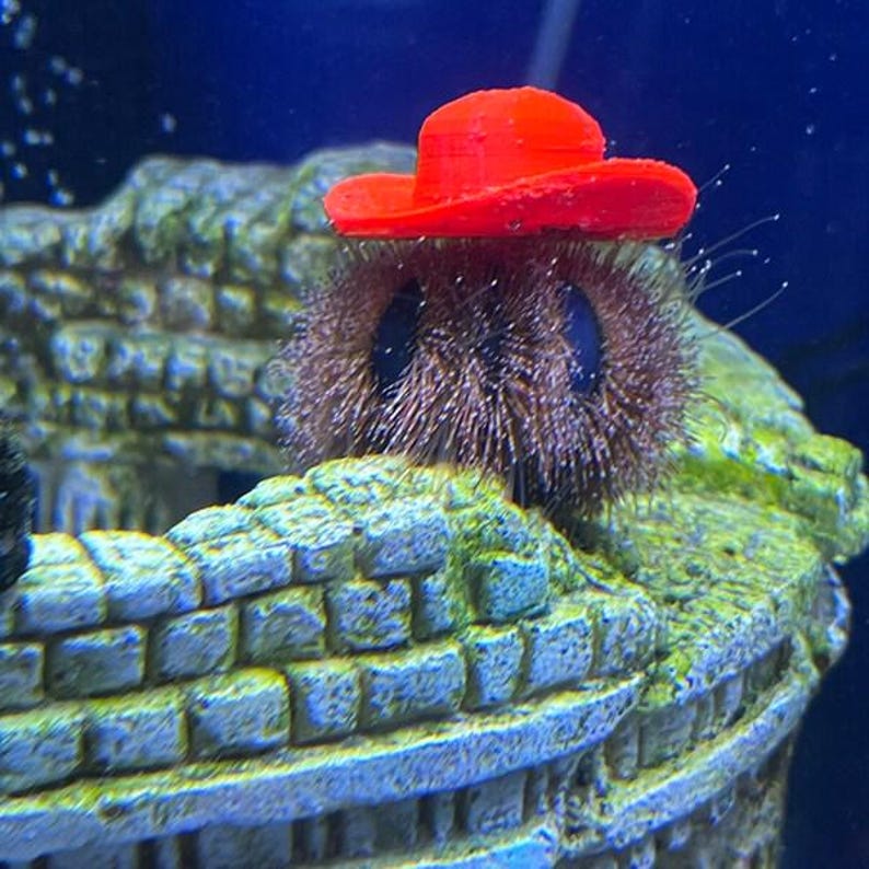 Sombreros de erizo de mar imagen 7