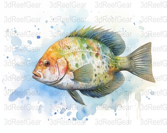 Sunfish Watercolor - Digital Download
