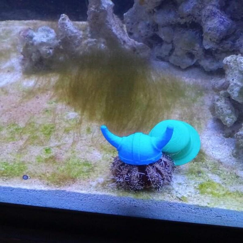 Sombreros de erizo de mar imagen 6