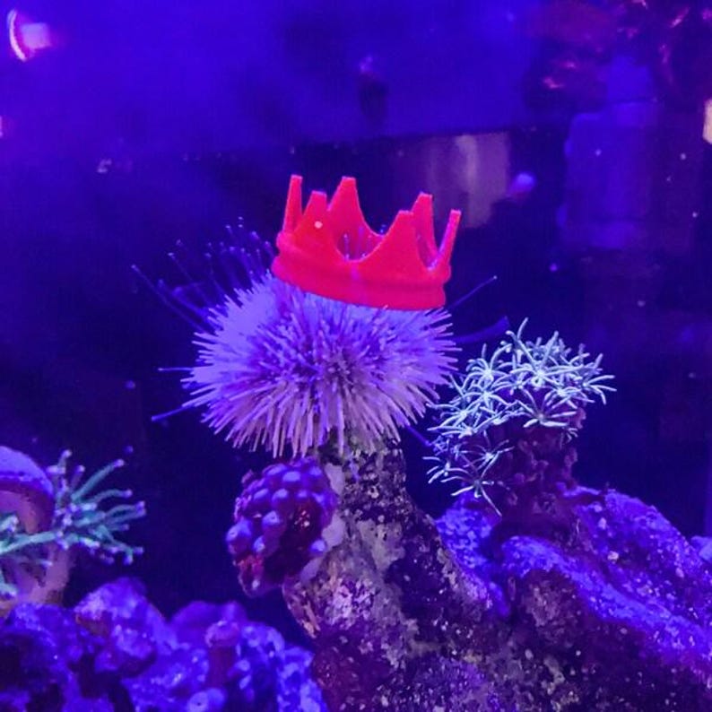 Sombreros de erizo de mar imagen 5