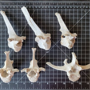 Six Desert Aged Vertebrae Of Something