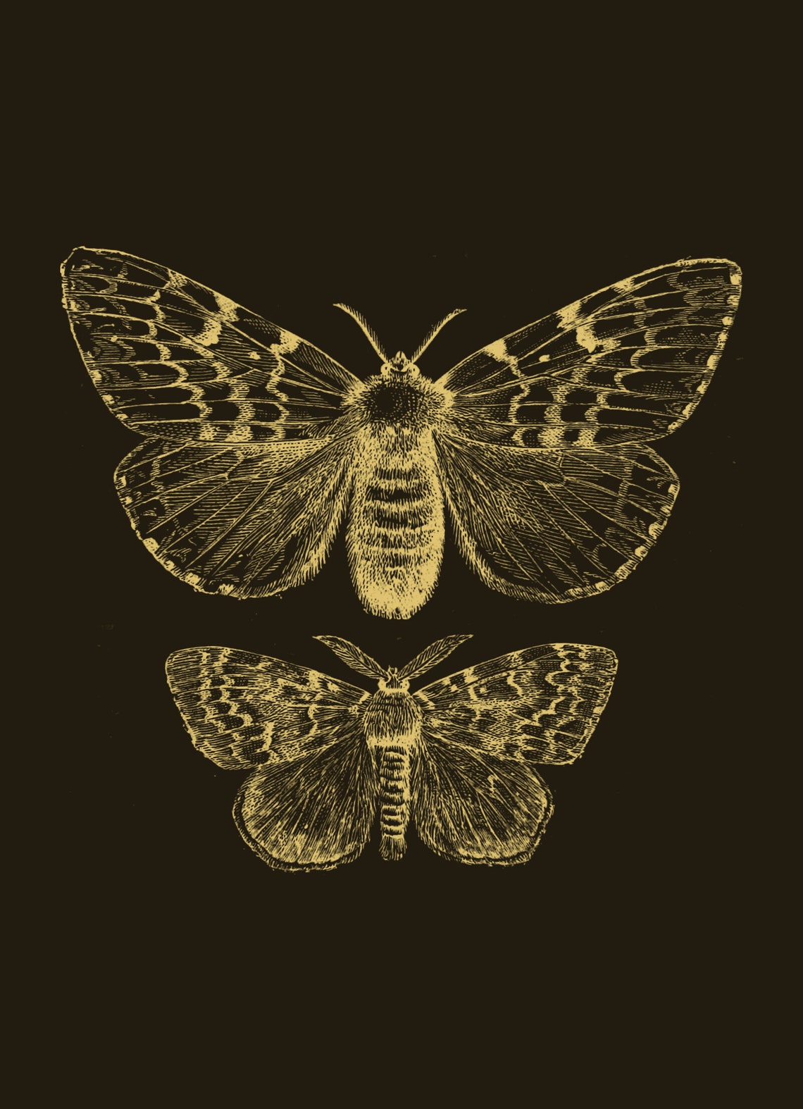 Dark Insect Print Black and Gold Moths Vintage Art Print Etsy