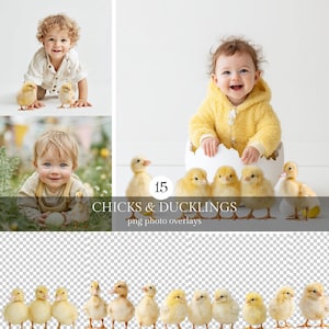 Op de afbeelding: Een verzameling van 15 png foto-overlays met kuikens en eendjes. De afbeelding bevat een baby in een gele outfit, een eierschaal en verschillende kuikens en eendjes. De tekst "CHICKS & DUCKLINGS" is ook zichtbaar.