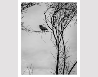 PRINT | 11x14 | Bird in Tree - Phoenix, AZ | Black & White | Architectural Print | Digital | Fine Art Photography | Wall Art