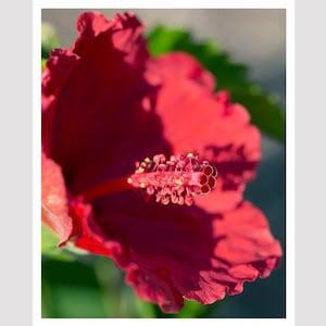 DIGITAL DOWNLOAD | Red Hibiscus | Botanical | Wall Art | Photography