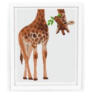 May include: A brown and white giraffe with a long neck reaches down to eat leaves from a branch. The giraffe is standing on a white background.