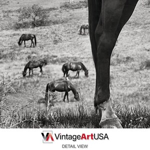 Puede incluir: Fotograf&iacute;a en blanco y negro de las patas de un caballo en primer plano, con un campo de caballos en el fondo.