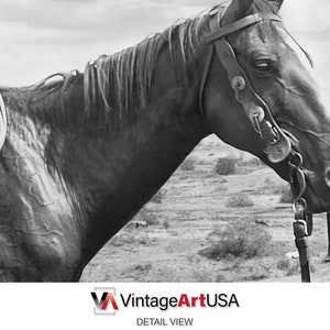 Puede incluir: Fotograf&iacute;a en blanco y negro de la cabeza y el cuello de un caballo. El caballo lleva una brida y mira hacia abajo. El fondo es un campo borroso.