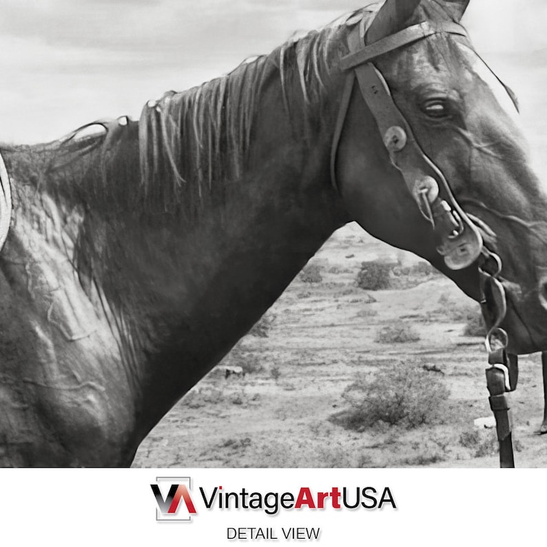 Puede incluir: Fotograf&iacute;a en blanco y negro de la cabeza y el cuello de un caballo. El caballo lleva una brida y mira hacia abajo. El fondo es un campo borroso.