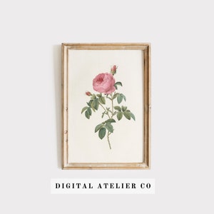 Vintage Floral Print Antique Botanical Print Painting  2078