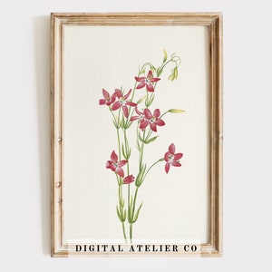 Antique Botanical Poster | Vintage Print Farmhouse | Floral | Soft Tonal Red Flower wall art | Wall decor | Antique Art | Nature art | 2075