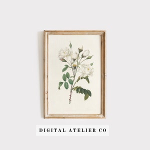 Vintage Flower Print, Botanical Wall Art, Rose Print  2079