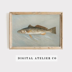 Vintage Fish Print Fish Painting Fish art Wall Decor 2050