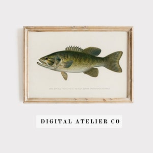 Bass Print Vintage Fish print Fishing Gift Fish Print Fish drawing 2104