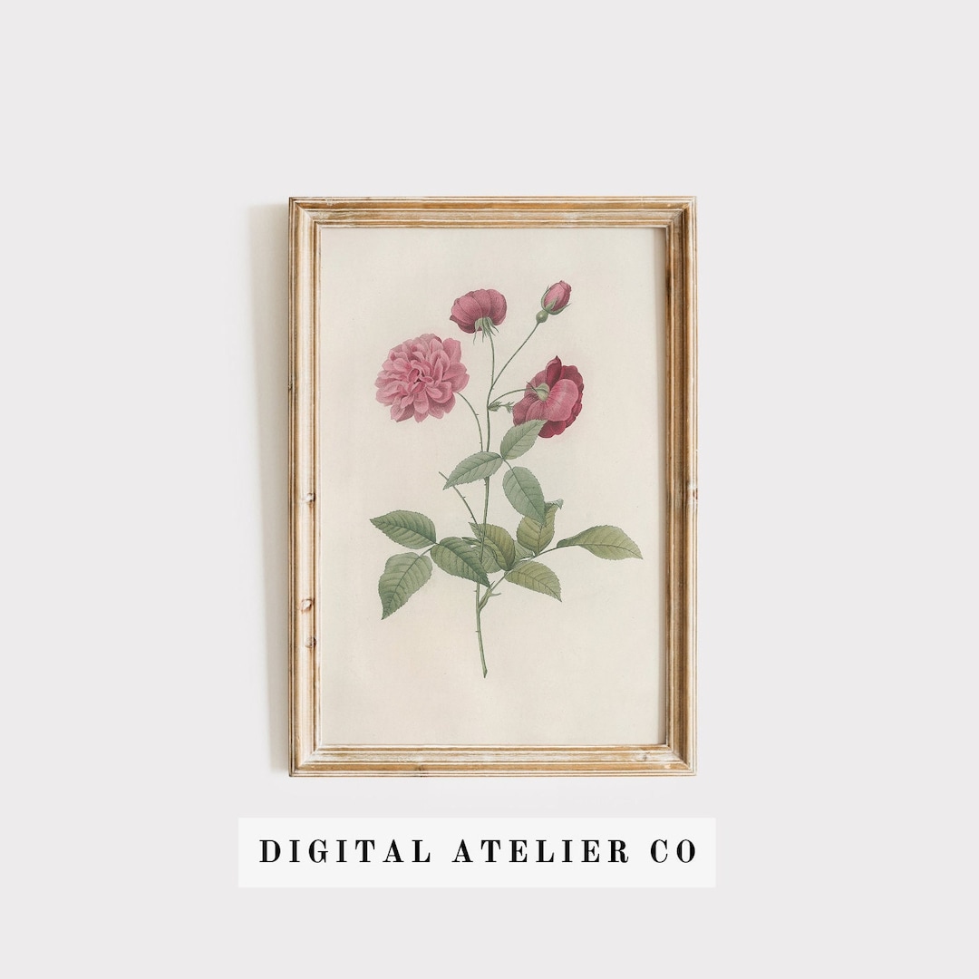 Vintage Pink Rose Botanical Print: Antique Floral Wall Art (digital ...