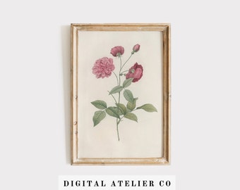 Vintage Rosa Rose Botanischer Druck: Antike Blumen Wandkunst (Digitaler Download) 2172