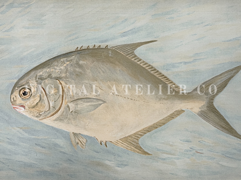 May include: A watercolor painting of a silver-colored fish with a dark gray tail and fins. The fish is swimming in a light blue background with white clouds.