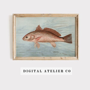 Vintage Print Fish Poster Illustration Wall Decoration Gift Idea Vintage Fish Print  2052