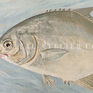 May include: A close-up of a silver-grey fish with a large eye and a pink mouth. The fish is swimming in blue water.