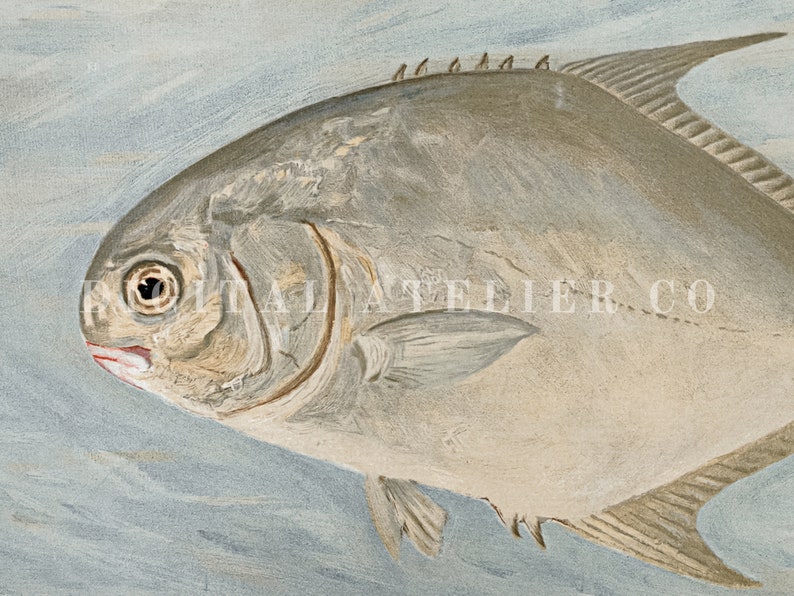 May include: A close-up of a silver-grey fish with a large eye and a pink mouth. The fish is swimming in blue water.