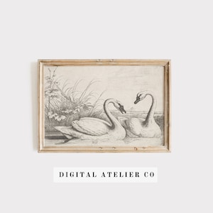 Vintage White Swan Print on Lake Pencil Sketch Vintage Nursery Wall decor Digital Instant Printable Art Farmhouse Cottage Art Antique 2112