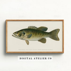 Large Mouth Bass Samsung Frame TV Art, Log cabin decor, Vintage Fish Country decor, Freshwater Fish Sketch, Antique Wall Art 2104
