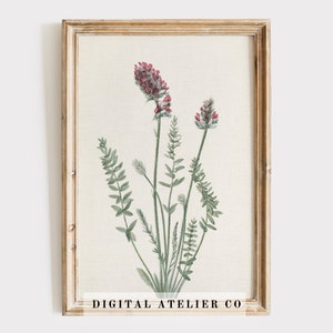Vintage Botanical Print, Antique Botanical Print, Vintage Flower Painting, Rustic Farmhouse Decor, 2043