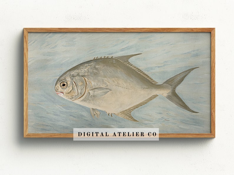May include: A vintage illustration of a silver fish swimming in a light blue watercolor background. The fish has a large, round body and a small, pointed head. The illustration is framed in a light brown wood frame. "DIGITAL ATELIER CO" is printed in the bottom right corner of the image.