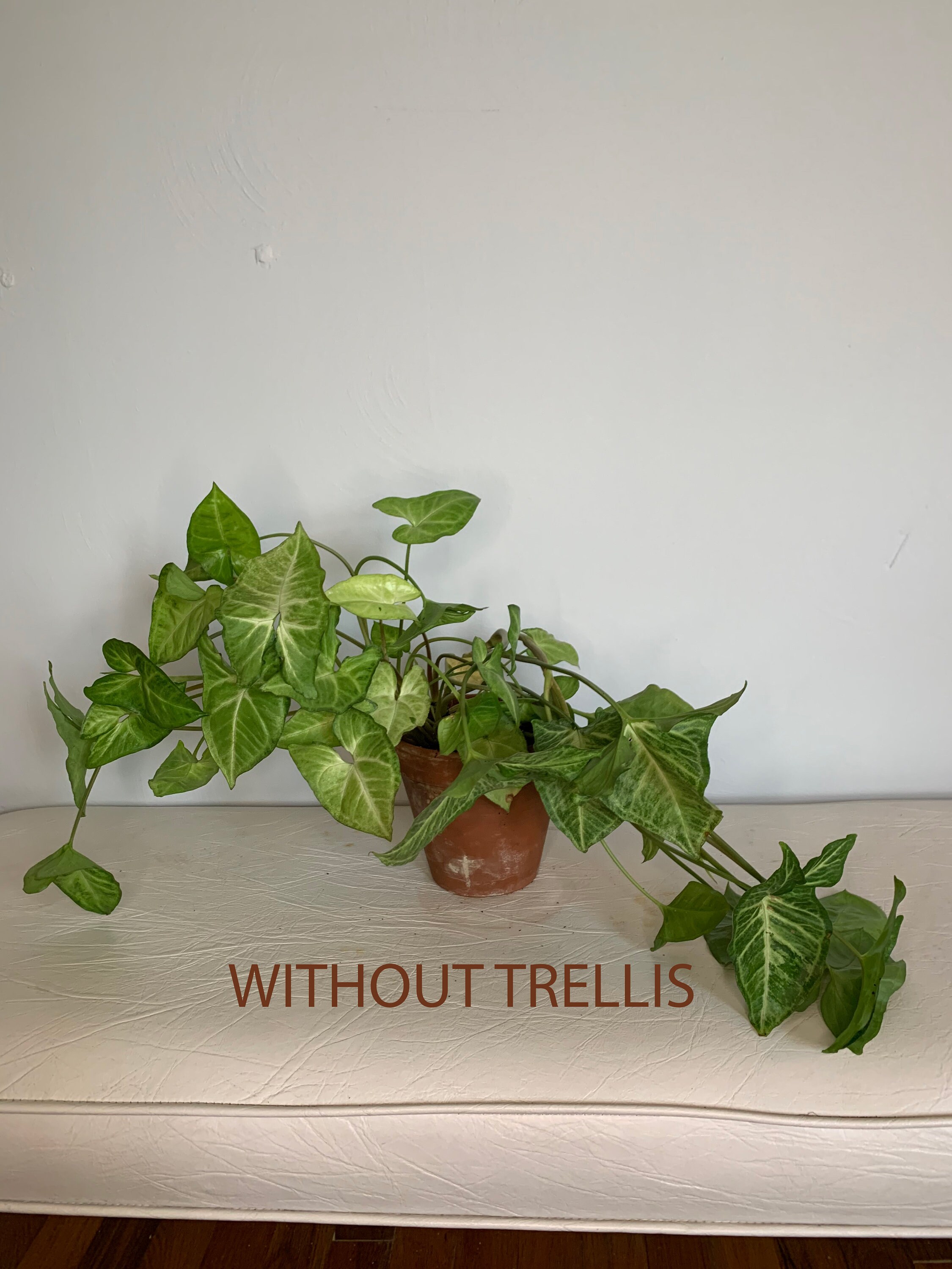 Macrame Plant Trellis Handmade Natural Trellis for Plants Etsy